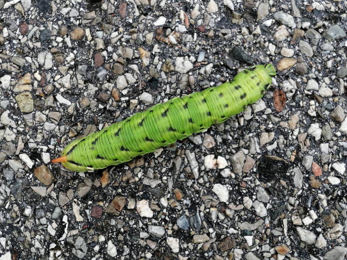 grüne Raupe